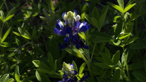 POW Lady Bird Johnson Royal Blue Bluebonnet