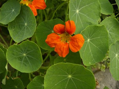 POW Nasturtium