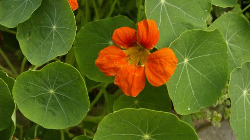 POW Nasturtium