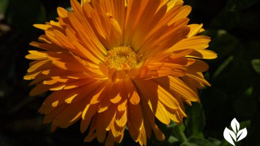 calendula Texas Agrilife Extension