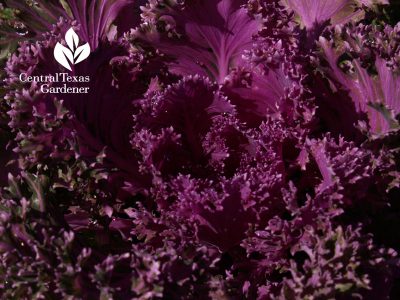 Purple ornamental kale austin texas garden