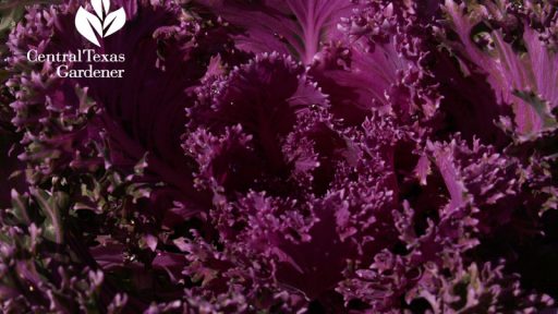 Purple ornamental kale austin texas garden