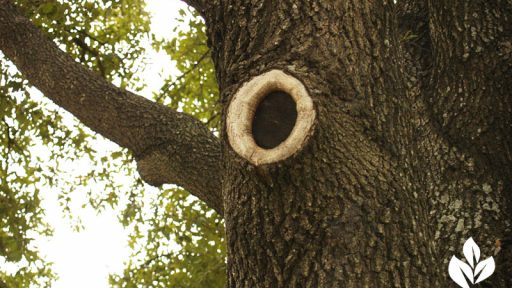 oak tree prune against oak wilt