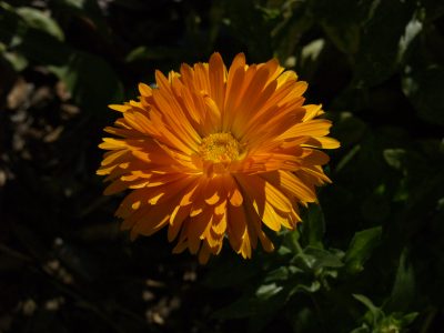 Calendula Flower and DIY Salve