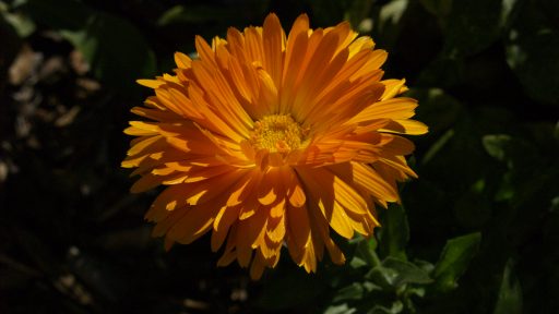 calendula