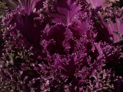 POW ornamental kale super purple