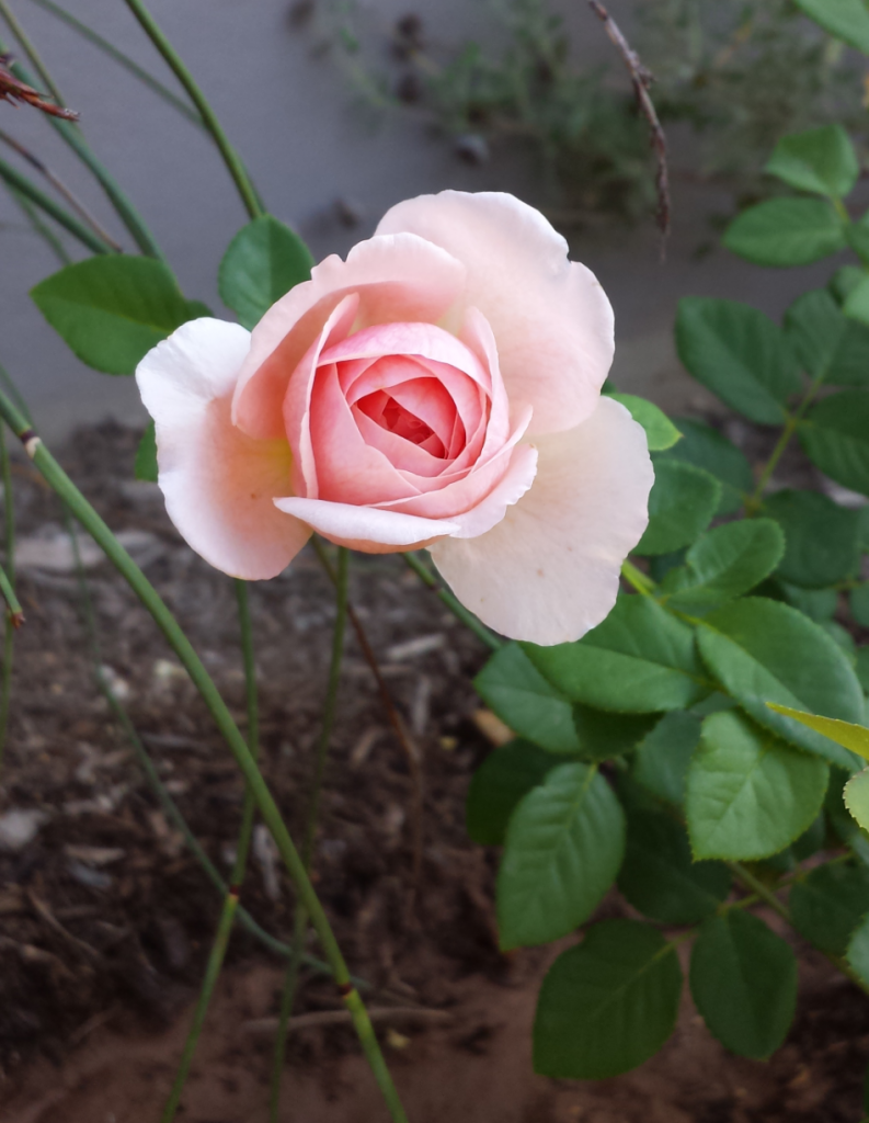 Rose Central Texas Gardener