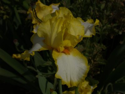 POW welch iris