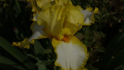 POW welch iris