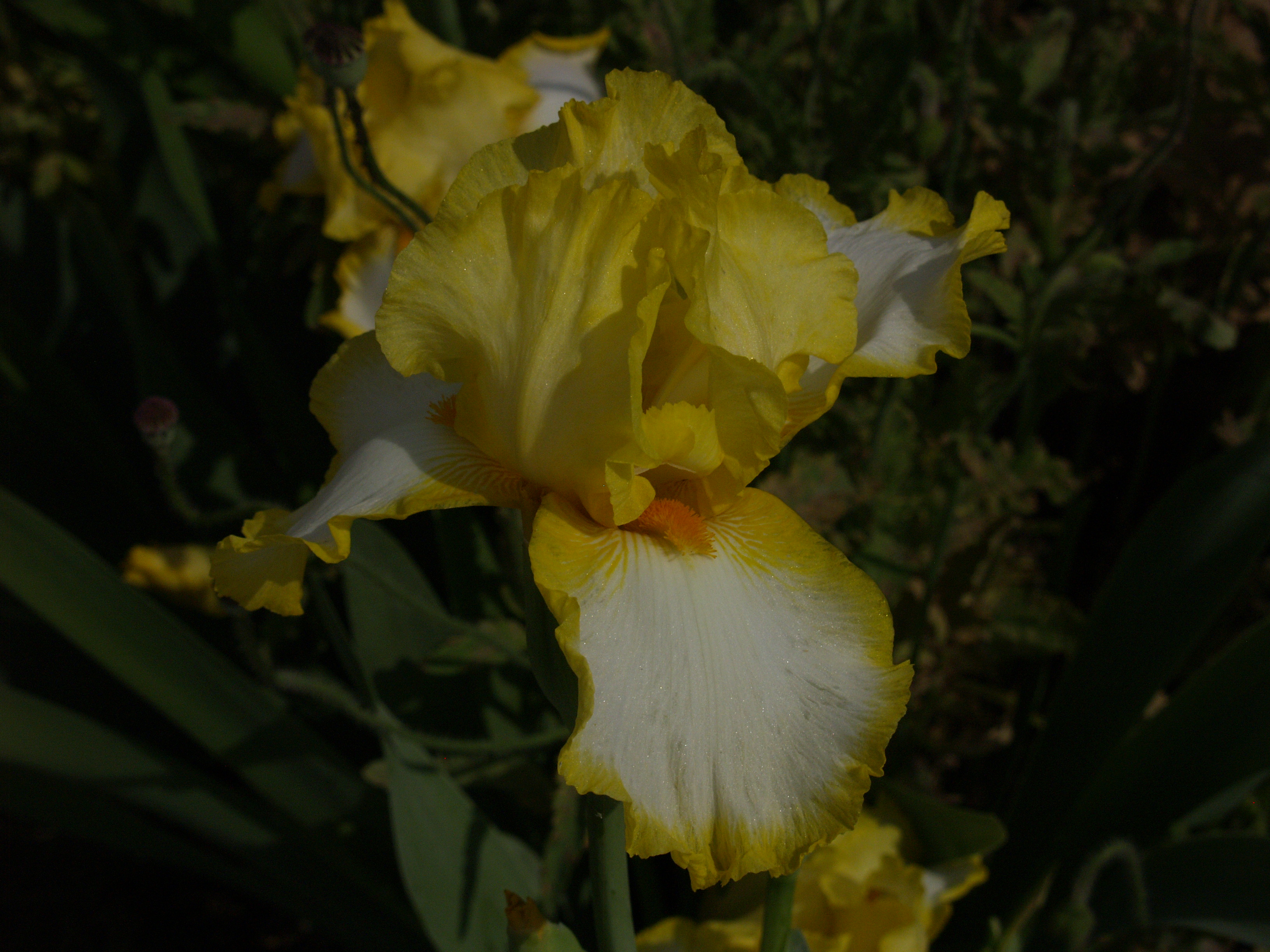 Iris Central Texas Gardener