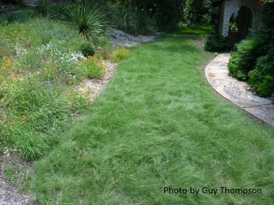 HABITURF lawn photo by Guy Thompson for Lady Bird Johnson Wildflower Center