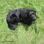 Dog in HABITURF lawn photo by Guy Thompson