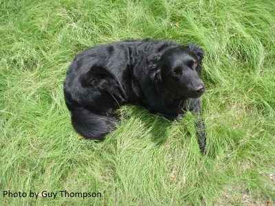 Dog in HABITURF lawn photo by Guy Thompson