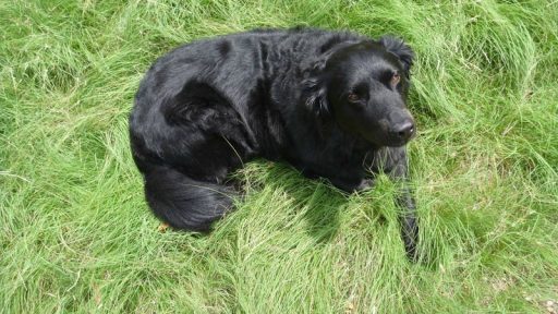 Dog in HABITURF lawn photo by Guy Thompson