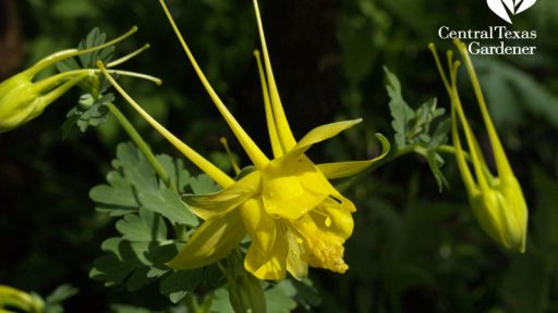 Texas Gold columbine