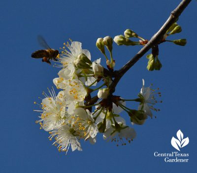 Bee on Mexican plum flower native texas plant