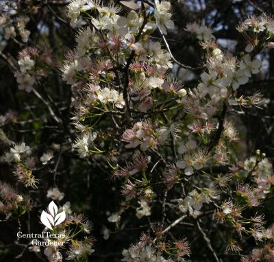 spring's mexican plum flowers austin texas
