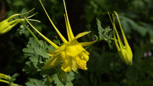 POW - Columbine