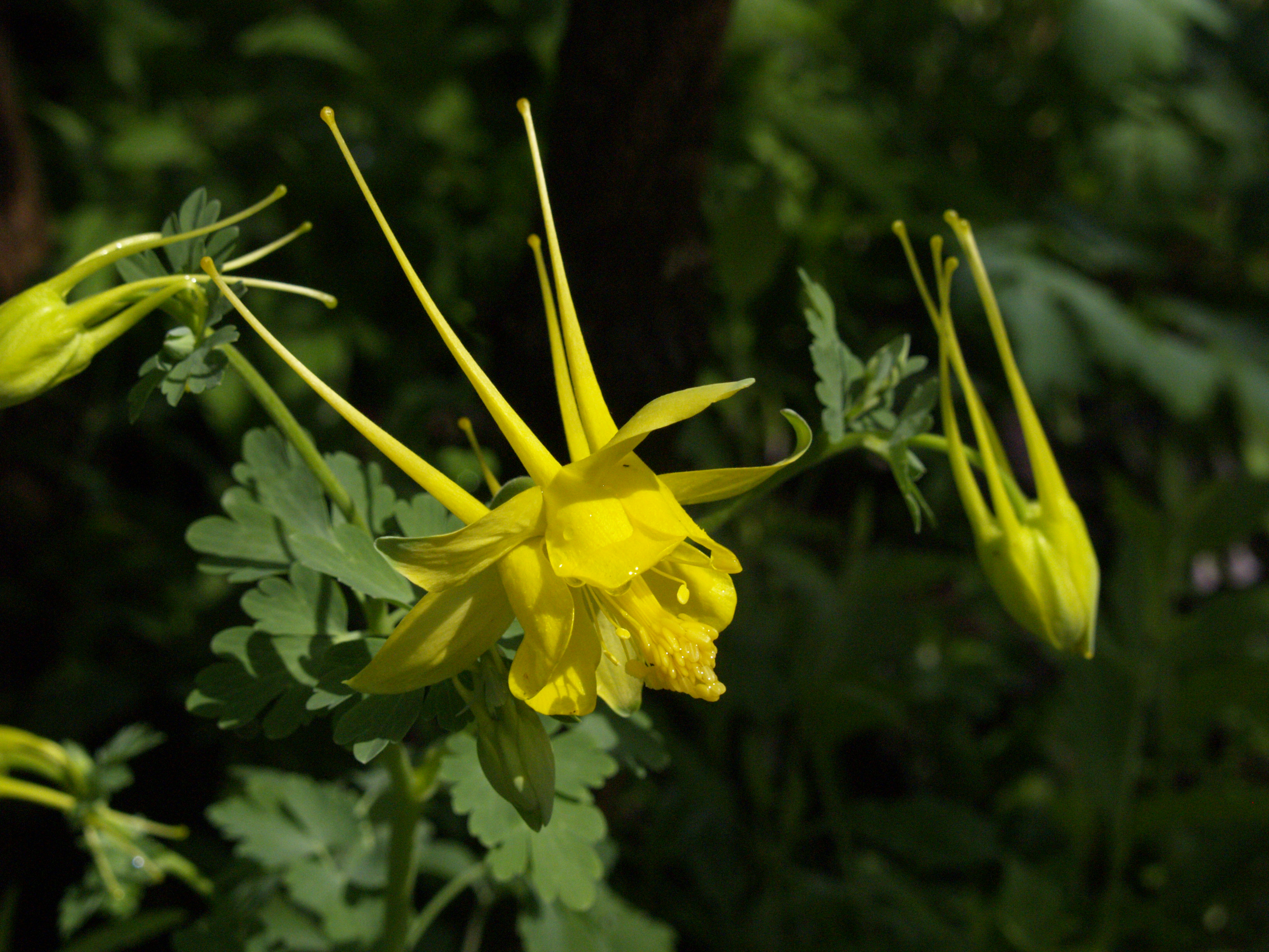 Columbine | Central Texas Gardener