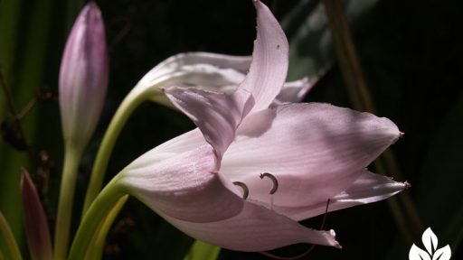 crinum lily austin texas