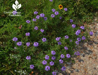 Purple praire verbena Glandularia central texas wildflower