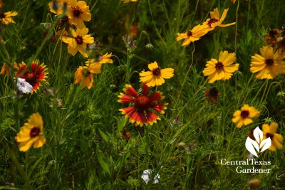 Wildflower Indian blanket and Thelesperma Austin Texas