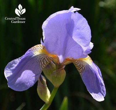 Lavender bearded iris austin texas drought