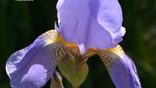 Lavender bearded iris austin texas drought