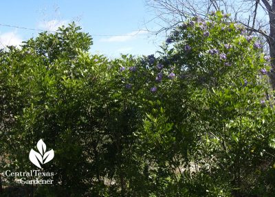 mountain laurel hedge instead of invasive ligustrums