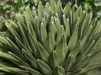 POW - Agave Queen Victoria