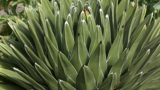 POW - Agave Queen Victoria