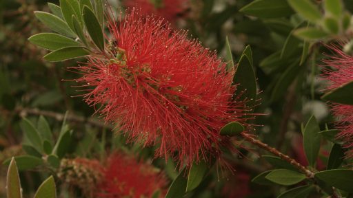 POW - Bottlebrush