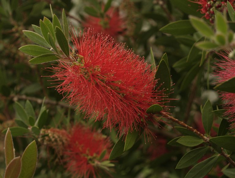 Bottlebrush Central Texas Gardener