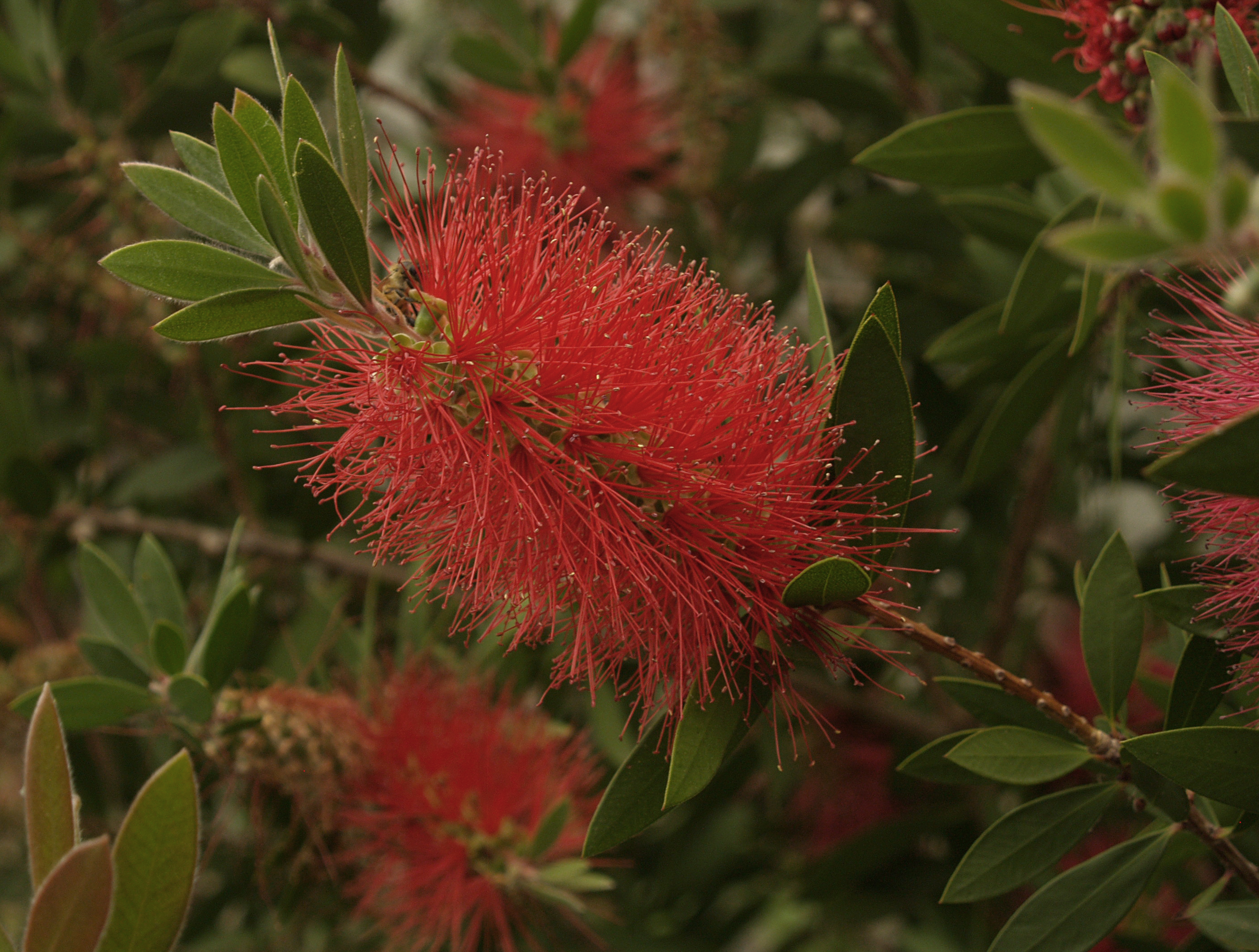 Bottlebrush  Central Texas Gardener