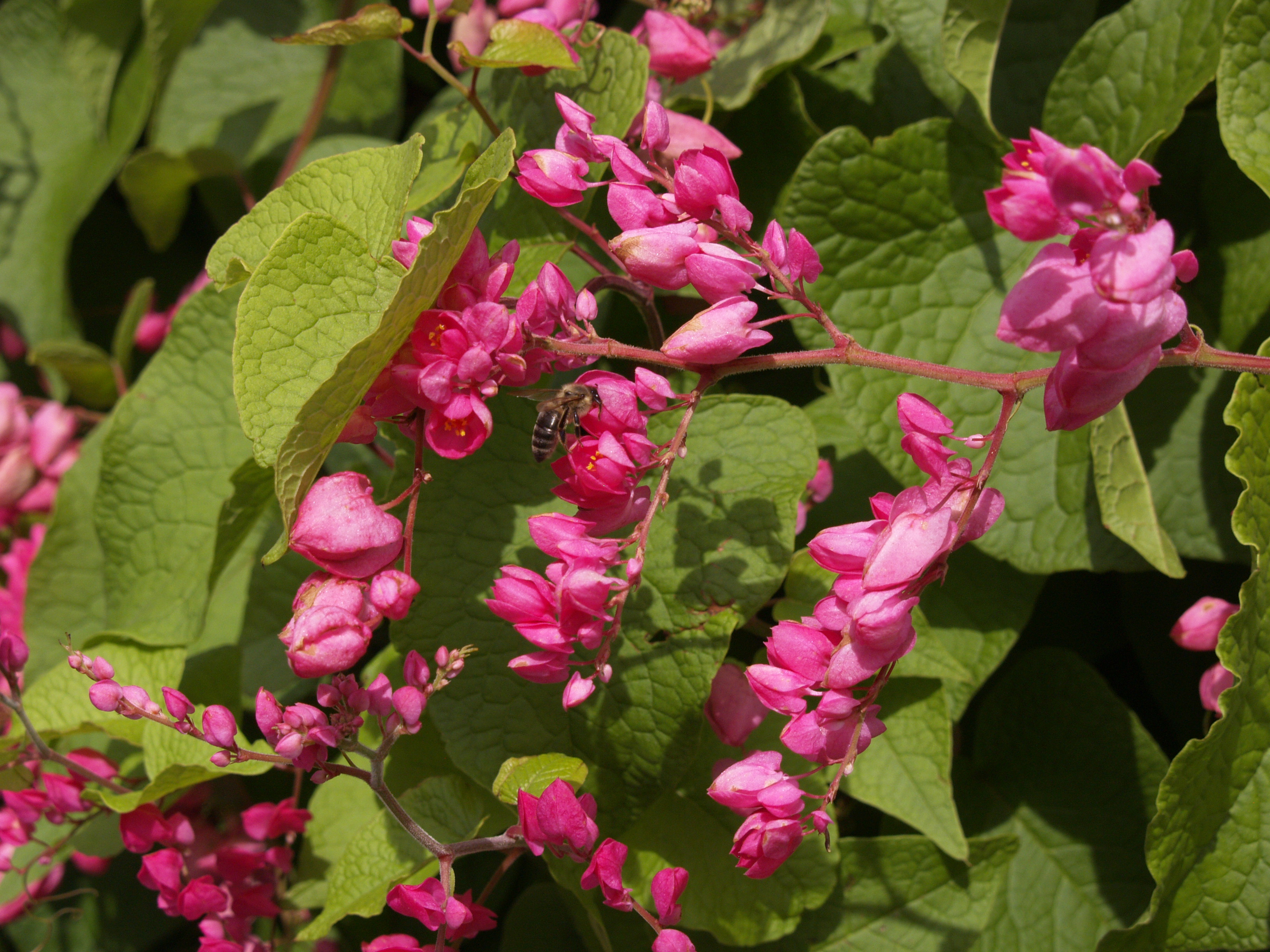 Dried Wildflowers and Grasses Vine Wreath (Pinks)