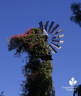 Queen's Wreath vine windmilll Antique Rose Emporium