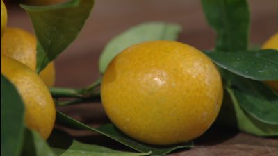 Trisha Shirey Kumquat