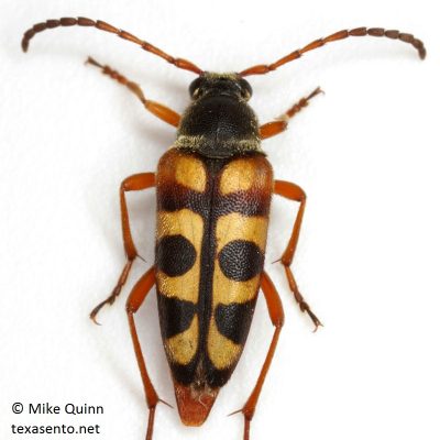 Typocerus sinuatus - Notch-Tipped Flower Longhorn photo by Mike Quinn