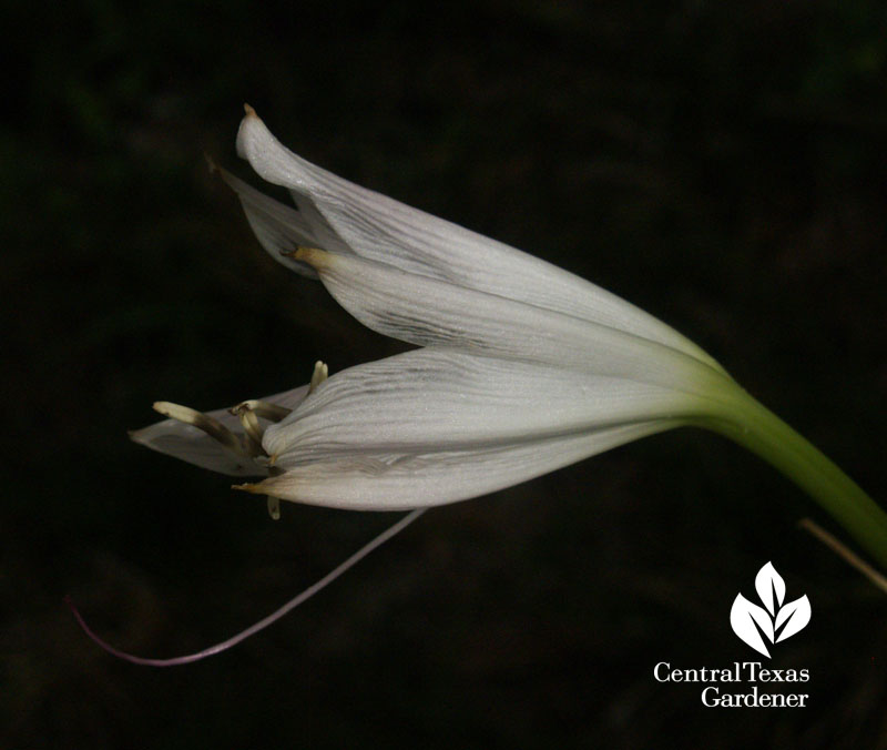 white crinum lily central texas gardener