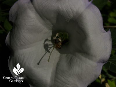 Bee on Datura wrightii