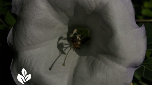 Bee on Datura wrightii