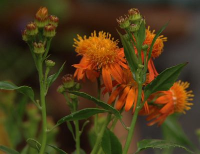 orange flowers