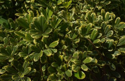 Dwarf Pittosporum