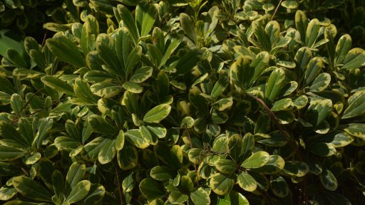 pow cream de mint pittosporum