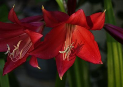 Crinum Lily