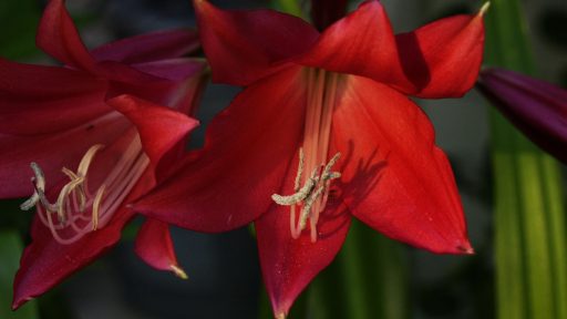 POW Crinum Web