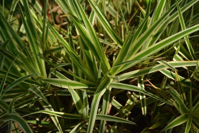 Sparkler Sedge