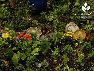 lucinda hutson's decorative plate herb bed
