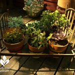 lucinda hutson's succulent bed container