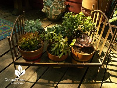 lucinda hutson's succulent bed container
